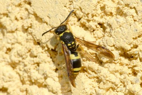 Réf. 253 017 : Ancistrocerus sp.
